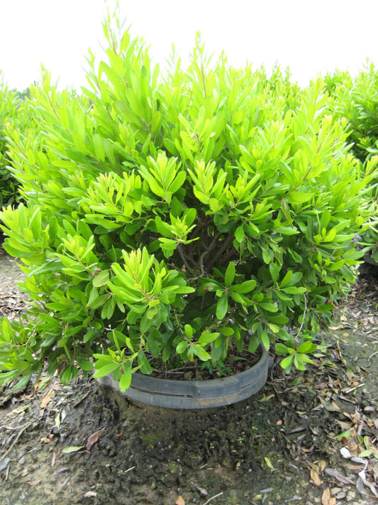 Northern Bayberry (Myrica pennsylvanica) - 3 gallon 18"