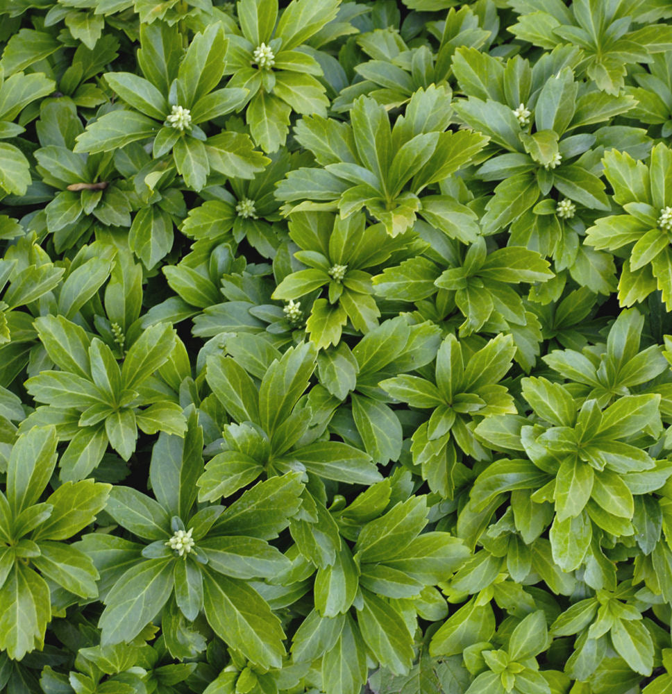 Japanese Spurge (Pachysandra terminalis) - 3QT