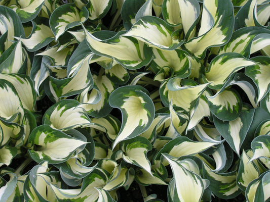 Fire and Ice Plantain Lily (Hosta fire 'Fire and Ice') - 1 gallon