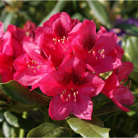 Nova Zembla Rhododendron (Rhododendron nova 'Nova Zembla') - 3 gallon 15"