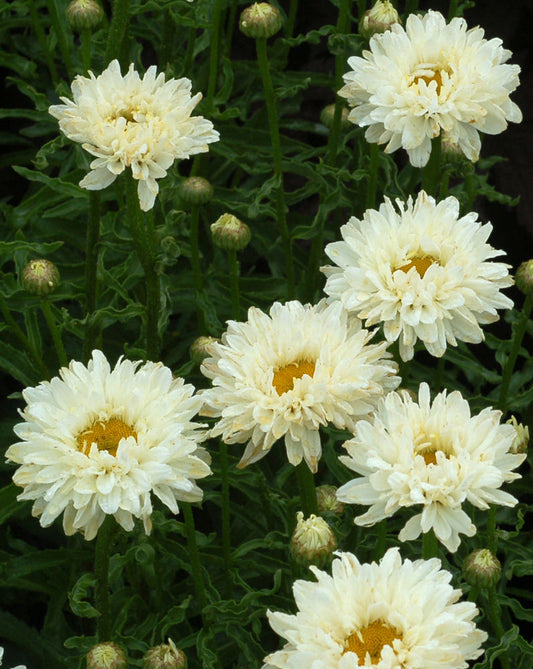 Victorian Secret Shasta Daisy (Leucanthemum 'Victorian Secret') - 1 gallon