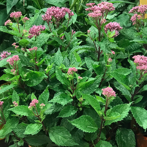 Euphoria™ Ruby Joe Pye Weed (Eupatorium P 'Euphoria Ruby') - 1 gallon