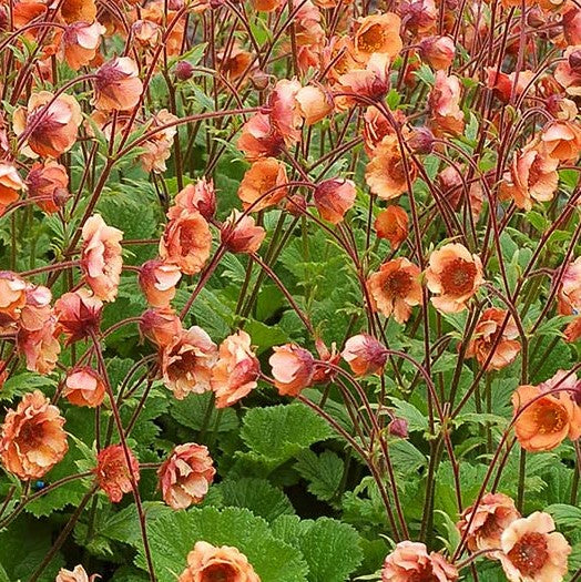 Tempo™ Orange Geum (Geum tempo 'Orange') - 1 gallon