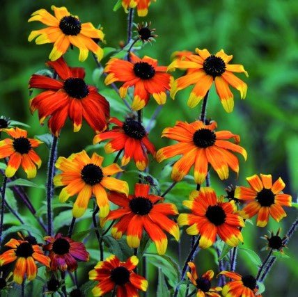 Rudbeckia Prairie Glow (Rudbeckia T. Prairie Glow) - 1 gallon