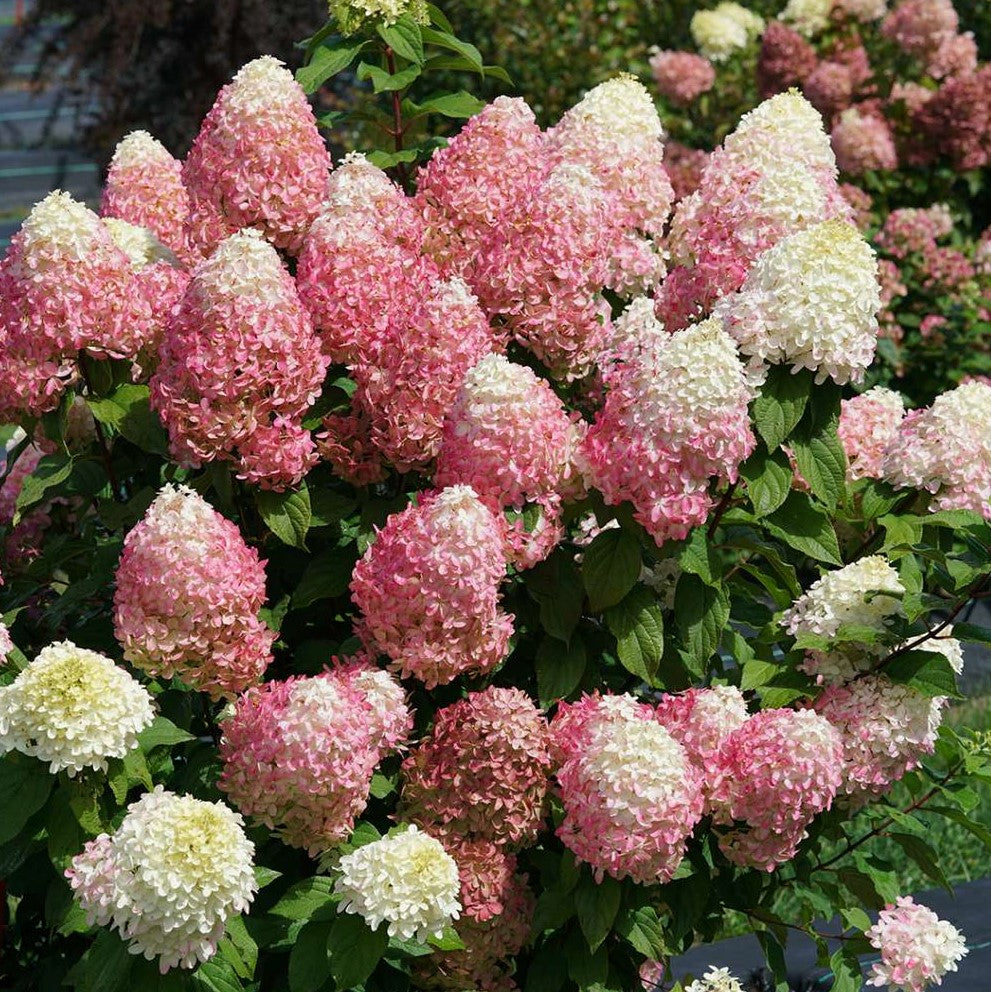 Quick Fire Fab® Panicle Hydrangea (Hydrangea 'P Quick Fire Fab') - 3 gallon