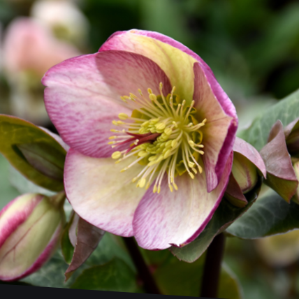 Glenda’s Gloss Lenten Rose (Helleborus 'Frostkiss Glendas Gloss') - 1 gallon
