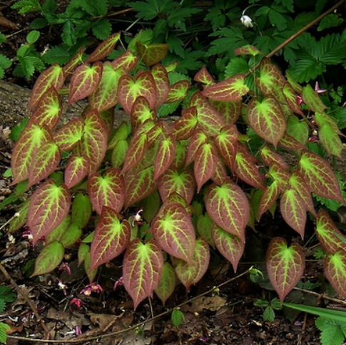 Rubrum Red Barrenwort (Epimedium x 'Rubrum') - 1 gallon