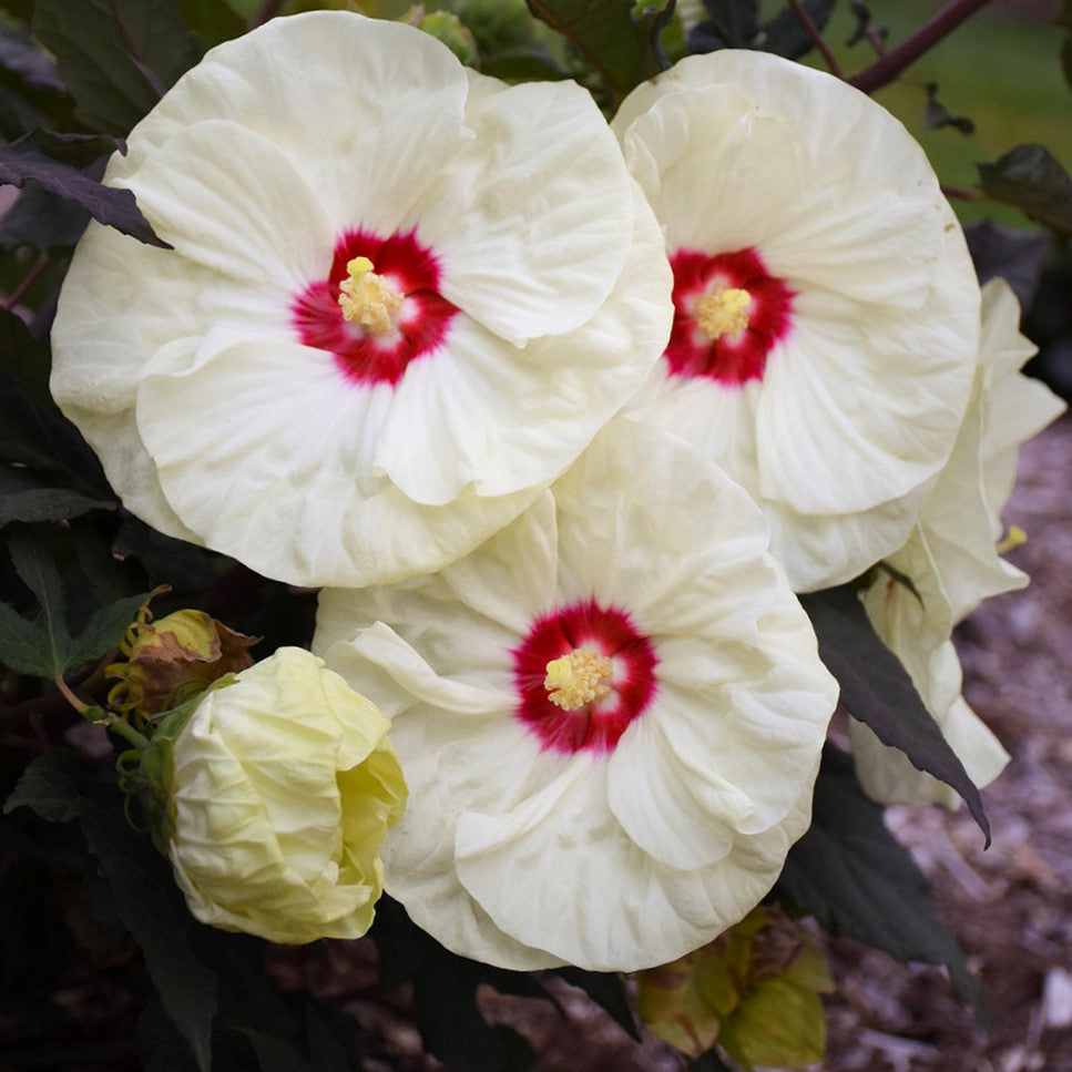 Summerific® 'French Vanilla' Rose Mallow (Hibiscus x 'Summerific French Vanilla') - 2 gallon