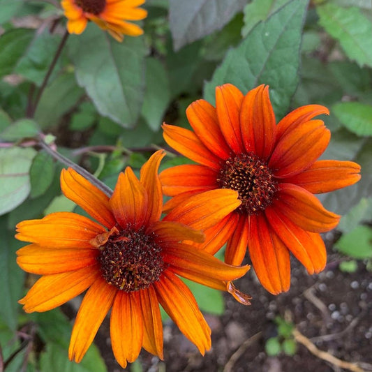 Heliopsis Bleeding Hearts (Heliopsis helianthoides 'Bleeding Hearts') - 1 gallon
