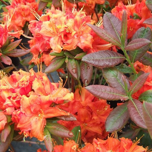 Azalea Fireball (Azalea 'Exbury Fireball') - 3 gallon 15"