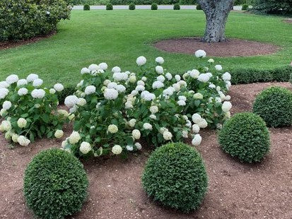 NewGen Independence® Boxwood (Buxus newgen 'Independence') - 2 gallon