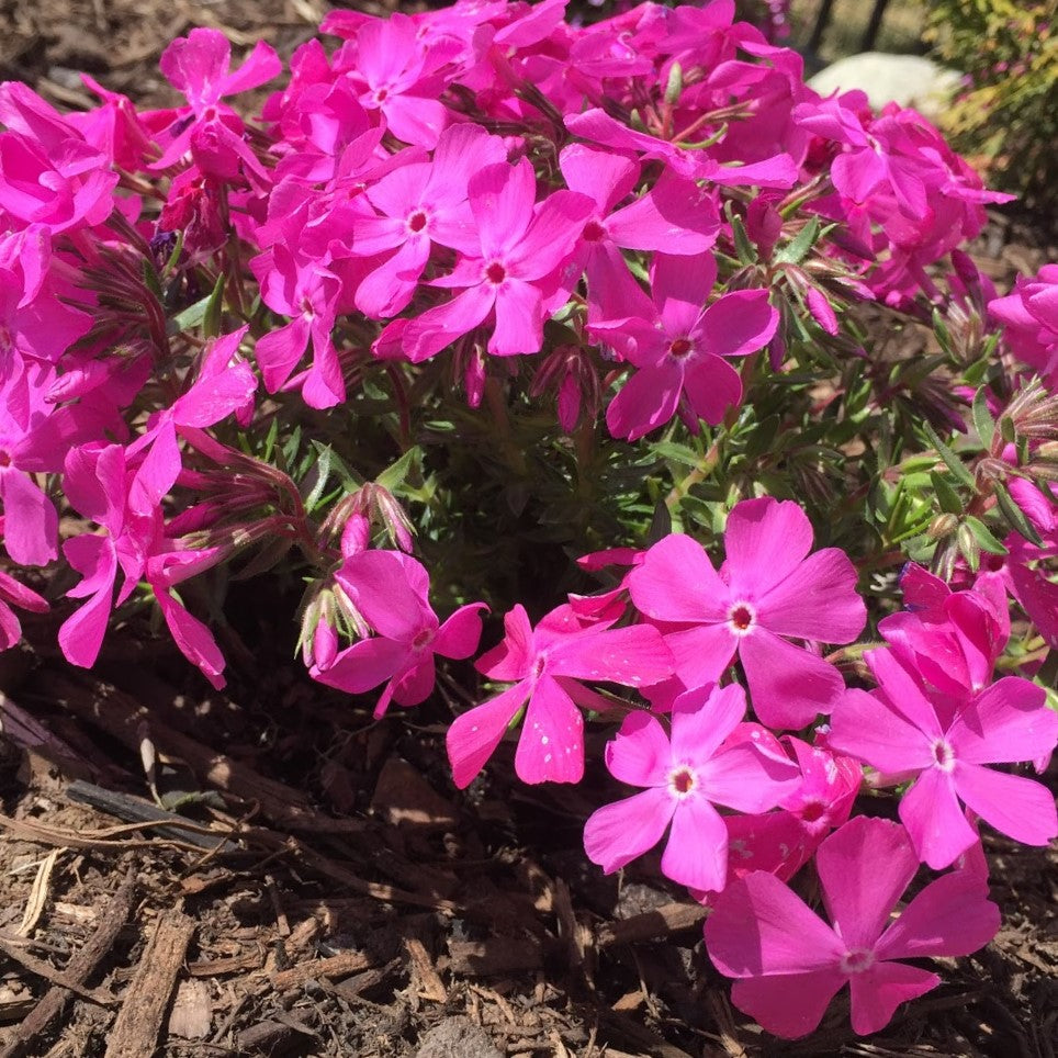 Drummond’s Pink Creeping Phlox (Phlox subulata 'Drummonds Pink') - 1 gallon