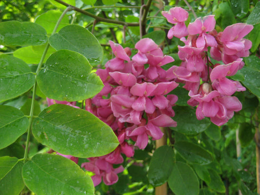 Purple Robe Black Locust (Robinia pseudoacacia 'Purple Robe') - 5 gallon