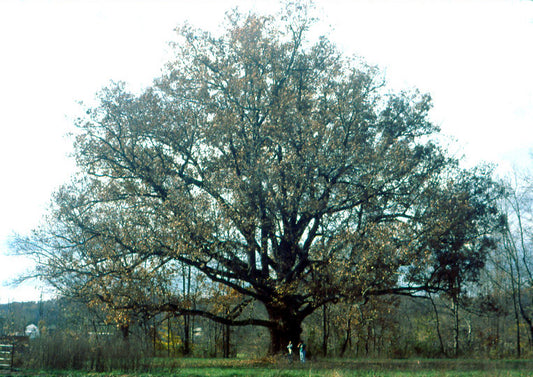 White Oak (Quercus alba) - 3 gallon