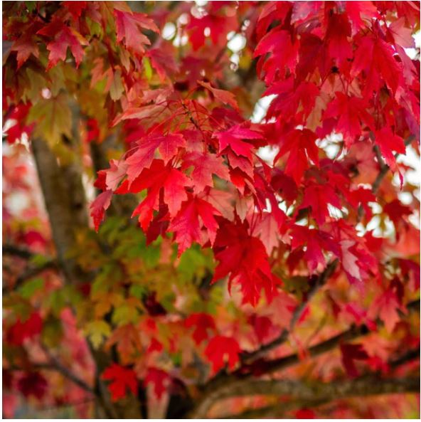 Red Maple (Acer rubrum) - 3 gallon