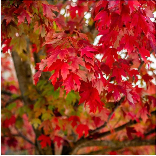 Red Maple (Acer rubrum) - 3 gallon