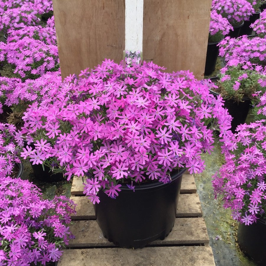 Bedazzled Pink Hybrid Spring Phlox (Phlox subulata 'Bedazzled Pink') - 1 gallon