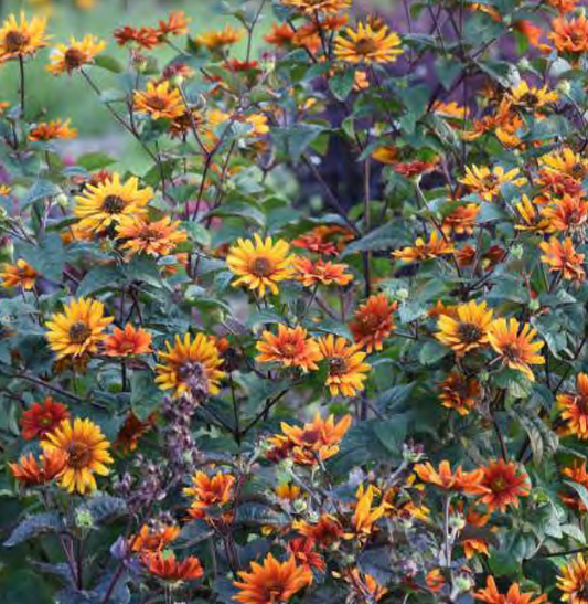 False Sunflower (Heliopsis helianthoides 'Burning Hearts') - 1 gallon