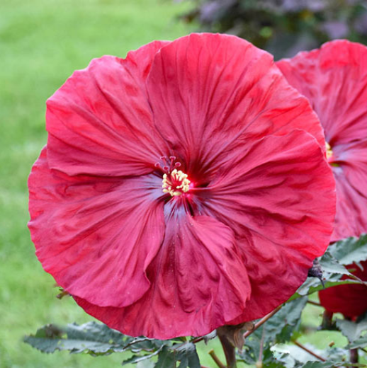 Blackberry Merlot Rose Mallow (Hibiscus blackberry 'Merlot') - 2 gallon