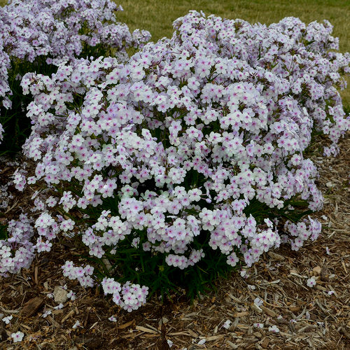 'Opening Act Pink-a-Dot' Hybrid Phlox (Phlox paniculata 'Opening Act Pink A Dot') - 1 gallon