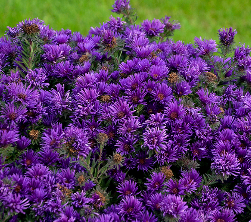 Grape Crush New England Aster (Aster grape 'Crush') - 1 gallon