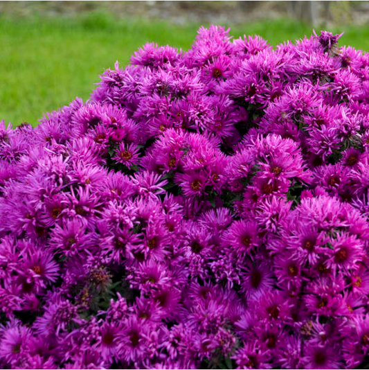 Pink Crush New England Aster (Aster 'Pink Crush') - 1 gallon