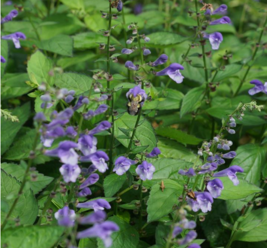 Appalachian Blues Skullcap (Scutellaria appalachian 'Blues 19Cm Ptw') - 1 gallon