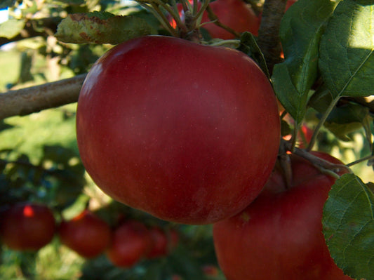 McIntosh Apple (Malus 'Fruit McIntosh') - 2 gallon 36"