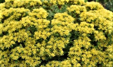 Sedum ROCK 'N LOW™  (Sedum 'Rock N Round Bright Idea') - 1 gallon