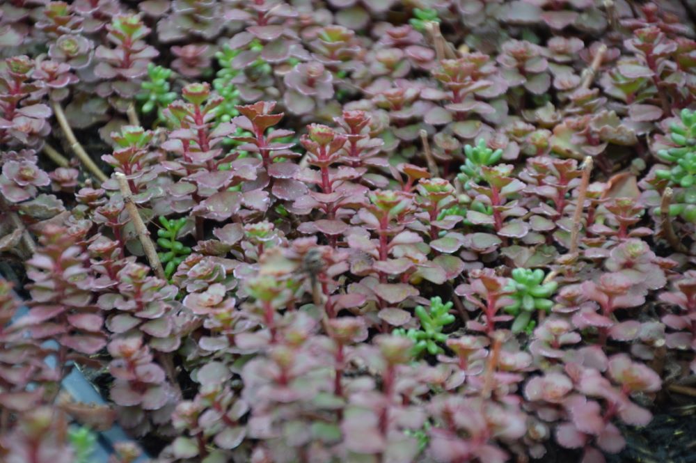 Flaming Carpet™ Merlot Stonecrop (Sedum 'Flaming Carpet Merlot') - 1 gallon