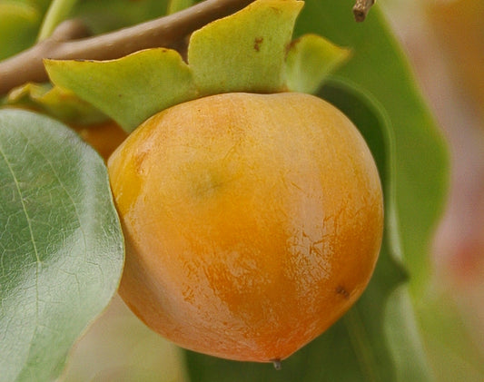 American Persimmon (Diospyros virginiana) - 3 gallon