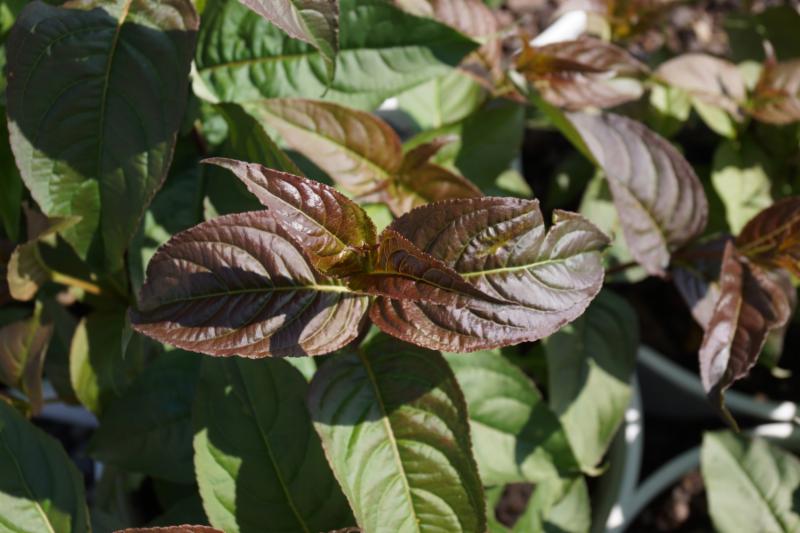 Kodiak® Black Diervilla (Diervilla sessilifolia 'Kodiak Black') - 1 gallon