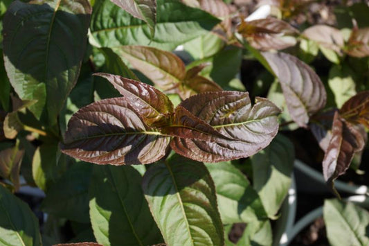 Kodiak® Black Diervilla (Diervilla sessilifolia 'Kodiak Black') - 1 gallon