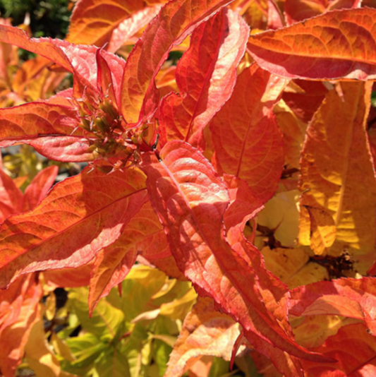 Kodiak® Orange Honeysuckle (Diervilla sessilifolia 'Kodiak Orange') - 1 gallon