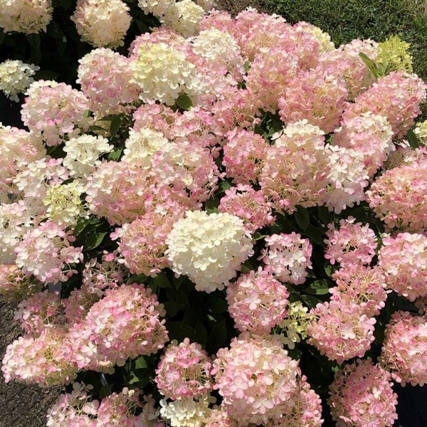Fire Light Tidbit® Panicle Hydrangea (Hydrangea 'P Fire Light Tidbit') - 1 gallon