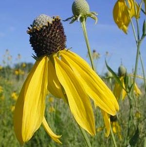 Prairie Coneflower (Ratibida pinnata) - 1 gallon