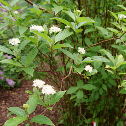 Red-Osier Dogwood (Cornus stolonifera 'Arctic Fire Red') - 3 gallon