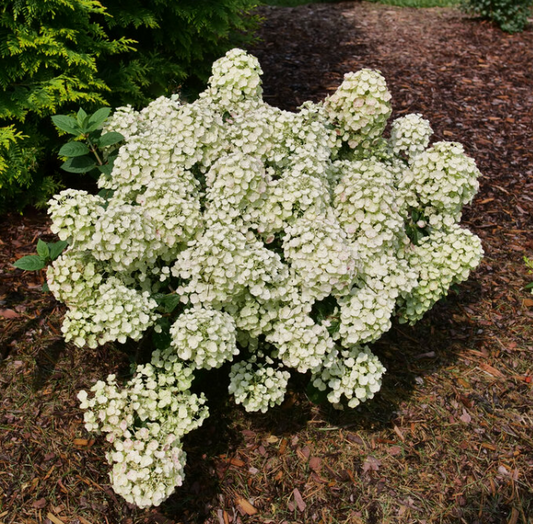 Tiny Quick Fire® Panicle Hydrangea (Hydrangea 'P Tiny Quick Fire') - 2 gallon