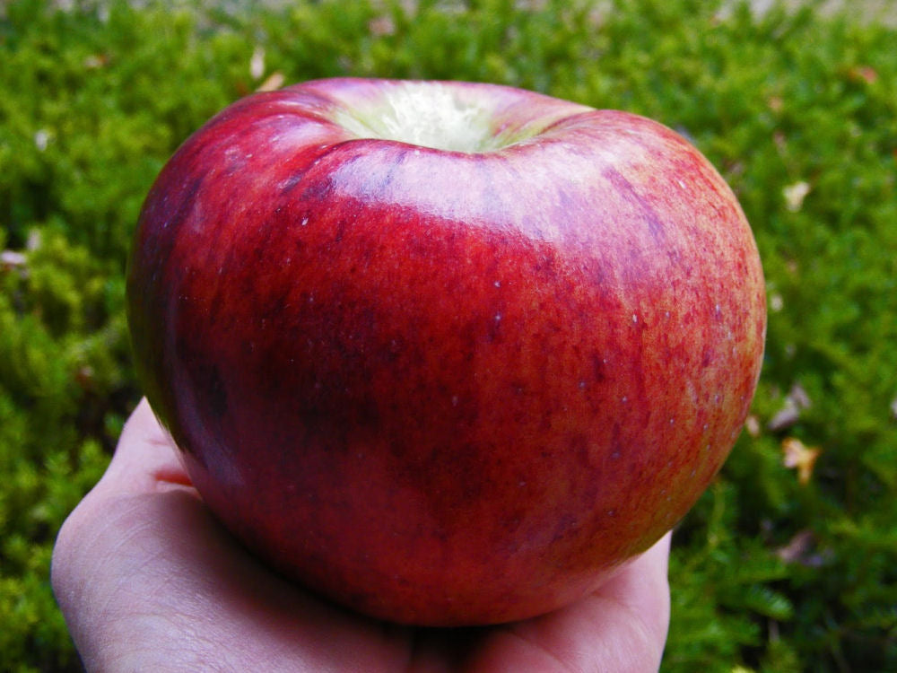 Cortland Apple (Malus 'Fruit Cortland') - 2 gallon 36"