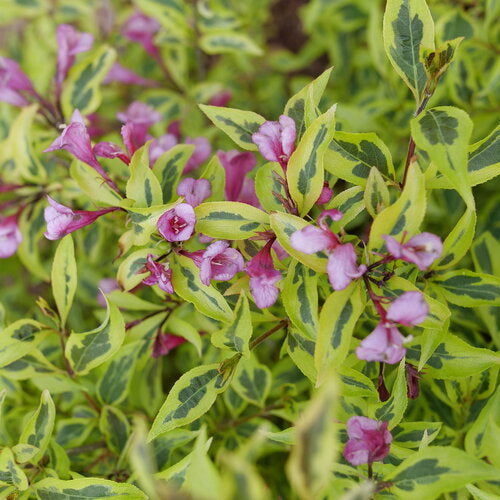 Bubbly Wine® Weigela (Weigela bubbly 'Wine') - 3 gallon 15"
