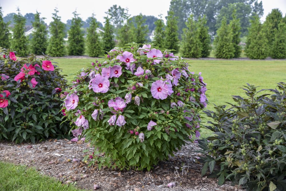 Summerific® 'Lilac Crush' Rose Mallow (Hibiscus x 'Summerific Lilac Crush') - 2 gallon