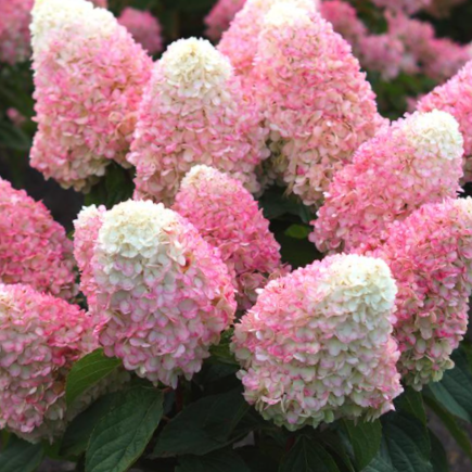 WorryFree® Love-A-Lot™ Pink Hydrangea (Hydrangea 'P Love-A-Lot Pink Rp10') - 3 gallon 12" HEAD