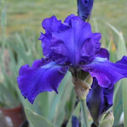 Dashing Reblooming German Iris (Iris germanica 'Dashing') - 1 gallon