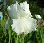 Renown Reblooming Bearded Iris (Iris germanica 'Renown') - 1 gallon