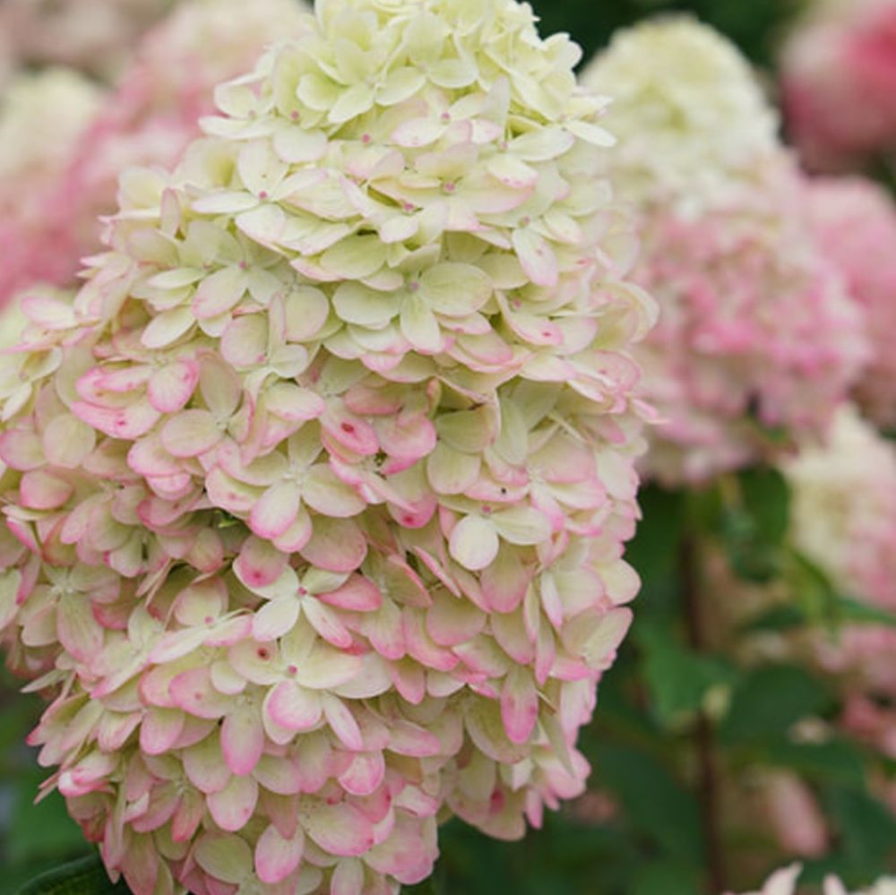 Limelight Prime® Panicle Hydrangea (Hydrangea 'P Limelight Prime') - 1 gallon 24"
