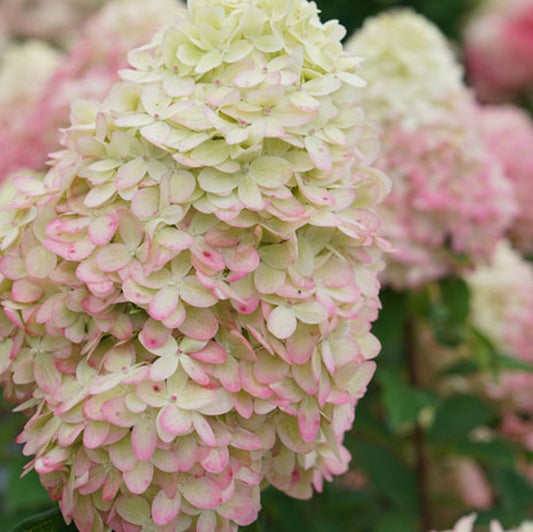 Limelight Prime® Panicle Hydrangea (Hydrangea 'P Limelight Prime') - 1 gallon 24"