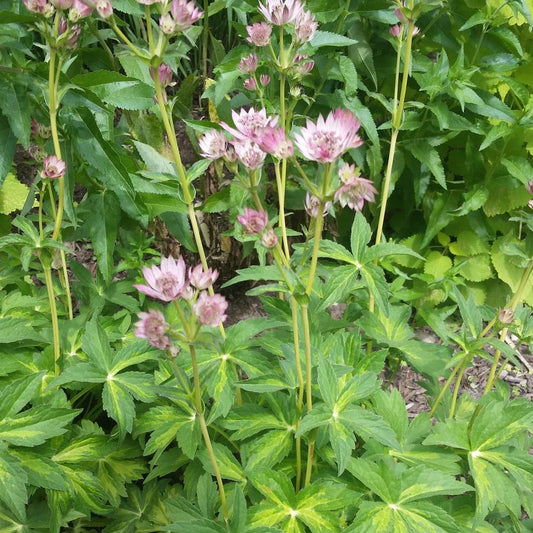 Masterpiece Masterwort (Astrantia major ‘Masterpiece’) - 1 gallon