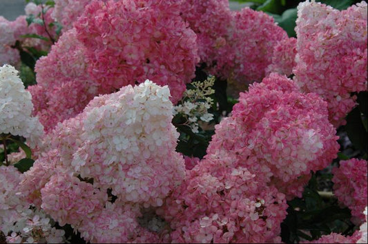 Vanilla Strawberry™ Hydrangea (Hydrangea paniculata 'Renhy') - 1 gallon