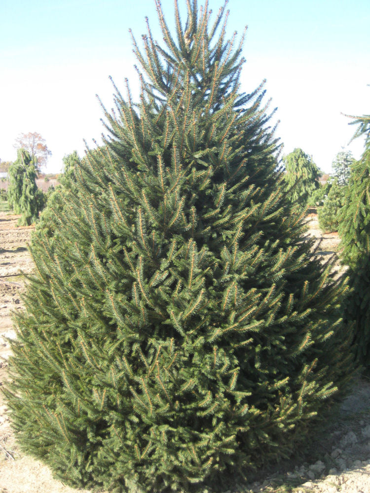 Norway Spruce (Picea abies) - 1 gallon 12"