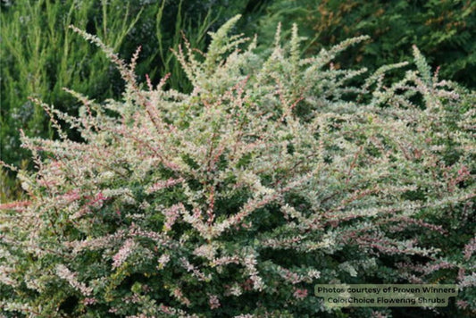 Sunjoy Sequins® Barberry (Berberis thunbergii 'Sunjoy Seguins') - 2 gallon 10"
